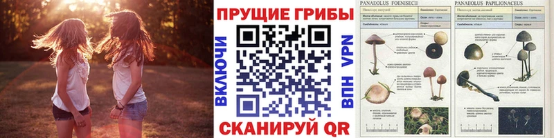 ОМГ ОМГ   Кимовск  Псилоцибиновые грибы прущие грибы 