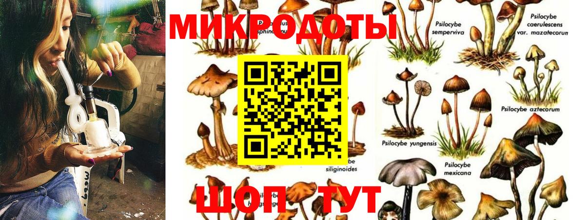 Галлюциногенные грибы Psilocybine cubensis Кимовск